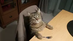 Zabrala vám kočka židli? Proto je špatný nápad ji odhánět